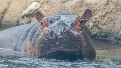 Un hipopótamo nada como si fuese un delfín y se vuelve viral