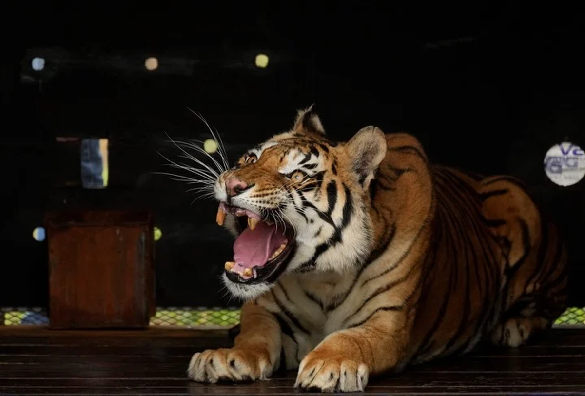 Tras un viaje de m&aacute;s de 70 horas desde Argentina, los tigres salieron de sus jaulas (AP).
