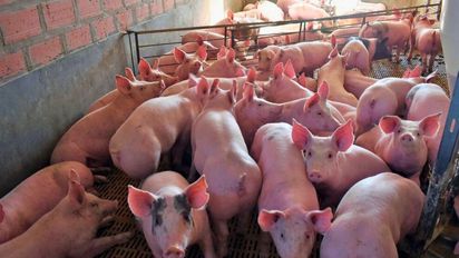 Mercado porcino en 2025: recomendaciones clave para evitar errores del pasado