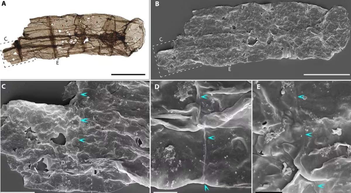 Micrografías de Q. magnifica de la Formación Chuanlinggou. Micrografías de Q. magnifica de la Formación Chuanlinggou. 