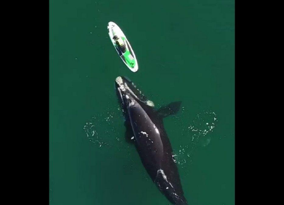 Video viral: una ballena acompañó a una mujer mientras hacía paddle surf.