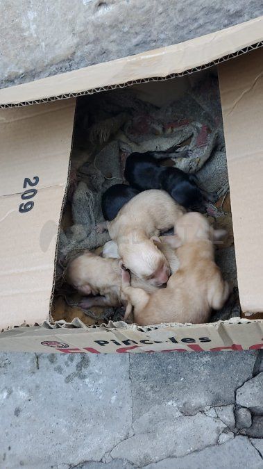 Entre los animales rescatados había cachorros muy pequeños.