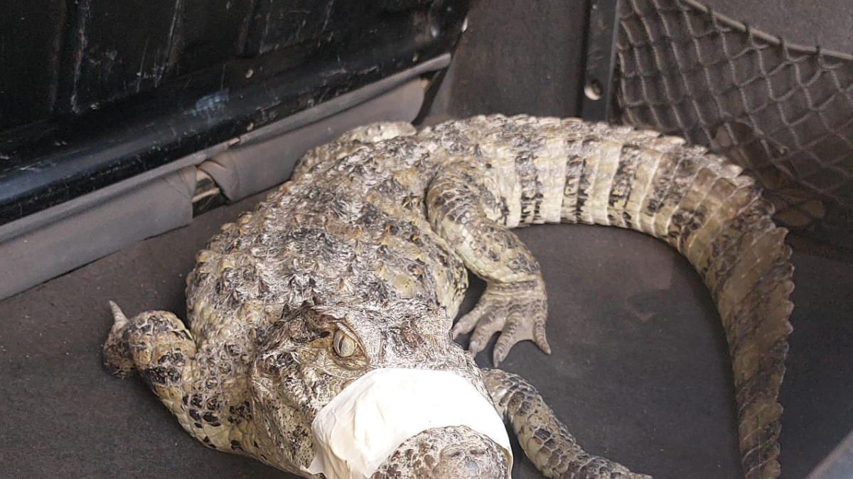 El Yacaré, dentro del baúl de un auto. El Yacaré, dentro del baúl de un auto.