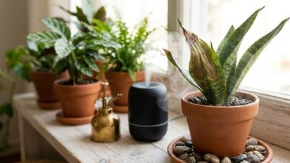 Álvaro Pedrera, experto en plantas: 