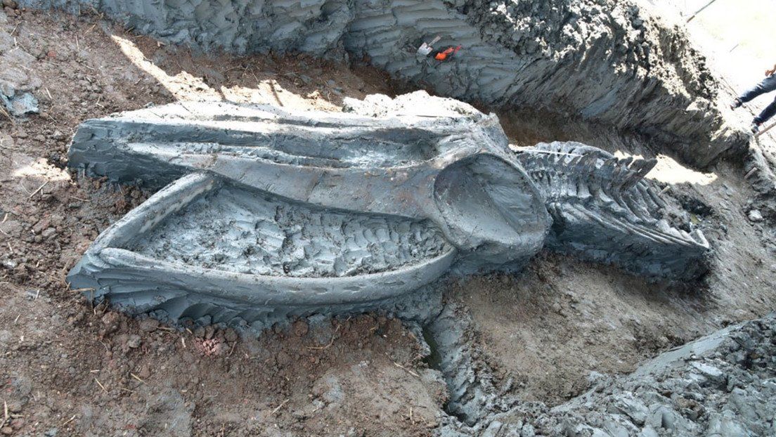 Un esqueleto de un rorcual de Bryde perfectamente conservado de hace 3.000 a 5.000 años ha sido desenterrado 