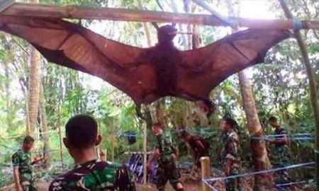 la verdad atras del murcielago gigante que se viralizo en las redes la verdad atras del murcielago gigante que se viralizo en las redes