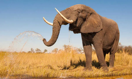 India: elefante pisoteó a una mujer, la mató y luego fue al funeral para aplastar el cadáver India: elefante pisoteó a una mujer, la mató y luego fue al funeral para aplastar el cadáver
