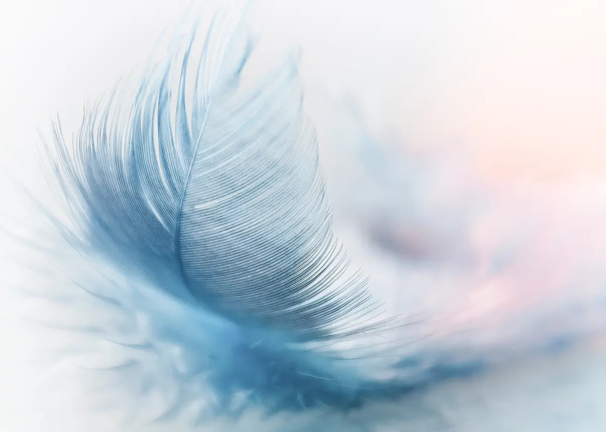 Cuál es el significado espiritual de encontrar una pluma de manera inesperada