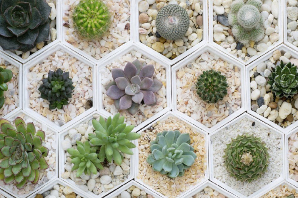 Suculentas o cactus: cuáles son sus diferencias y ventajas Suculentas o cactus: cuáles son sus diferencias y ventajas