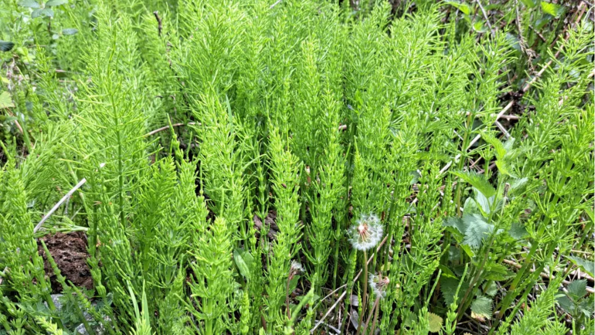 Un ejemplar de Equisetum arvense adaptado al clima de Santa Fe.