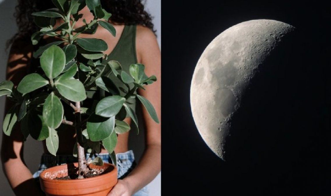 La luna y las plantas&nbsp;