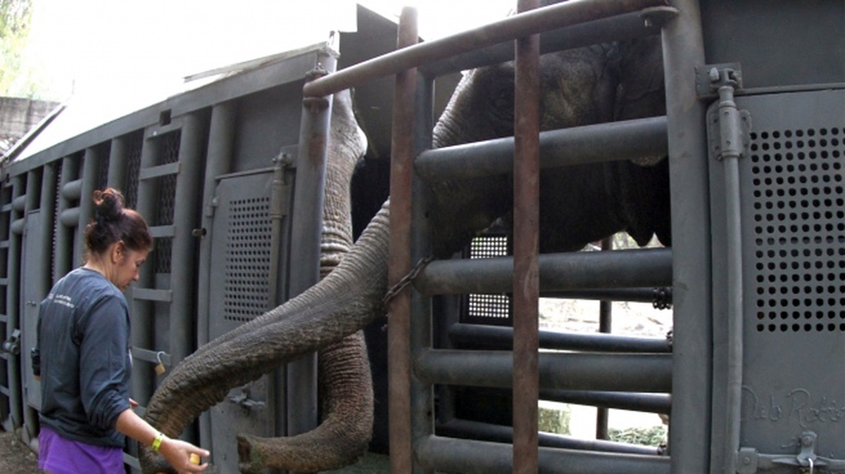 Pocha llegó de Londres y Guillermina nació en el que fue el Zoológico de Mendoza, donde ha pasado su vida hasta el día de hoy junto a su madre y Tamy, su padre, otro de los elefantes africanos que vive en el Ecoparque y que posteriormente será derivado al mismo santuario junto a Kenya.