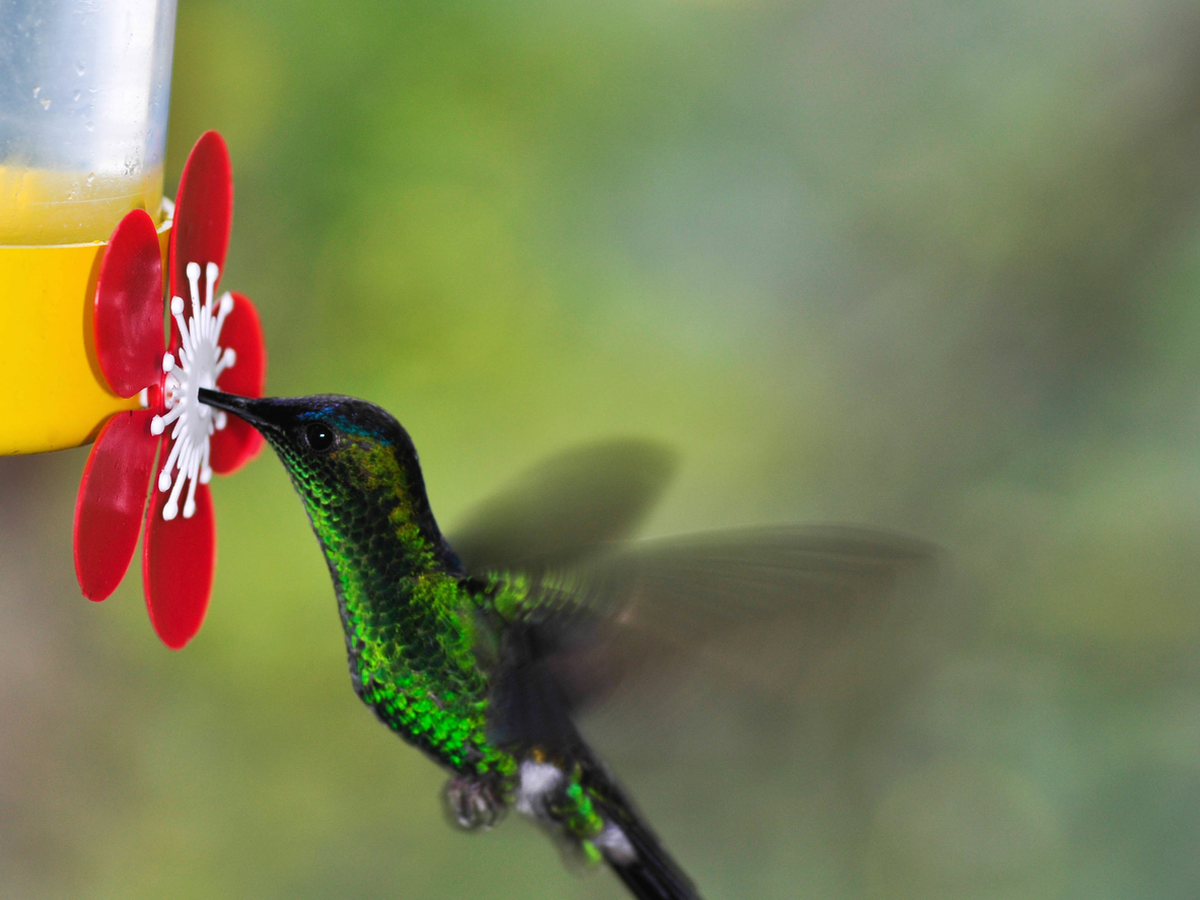 Cómo hacer néctar para colibrí en casa la receta