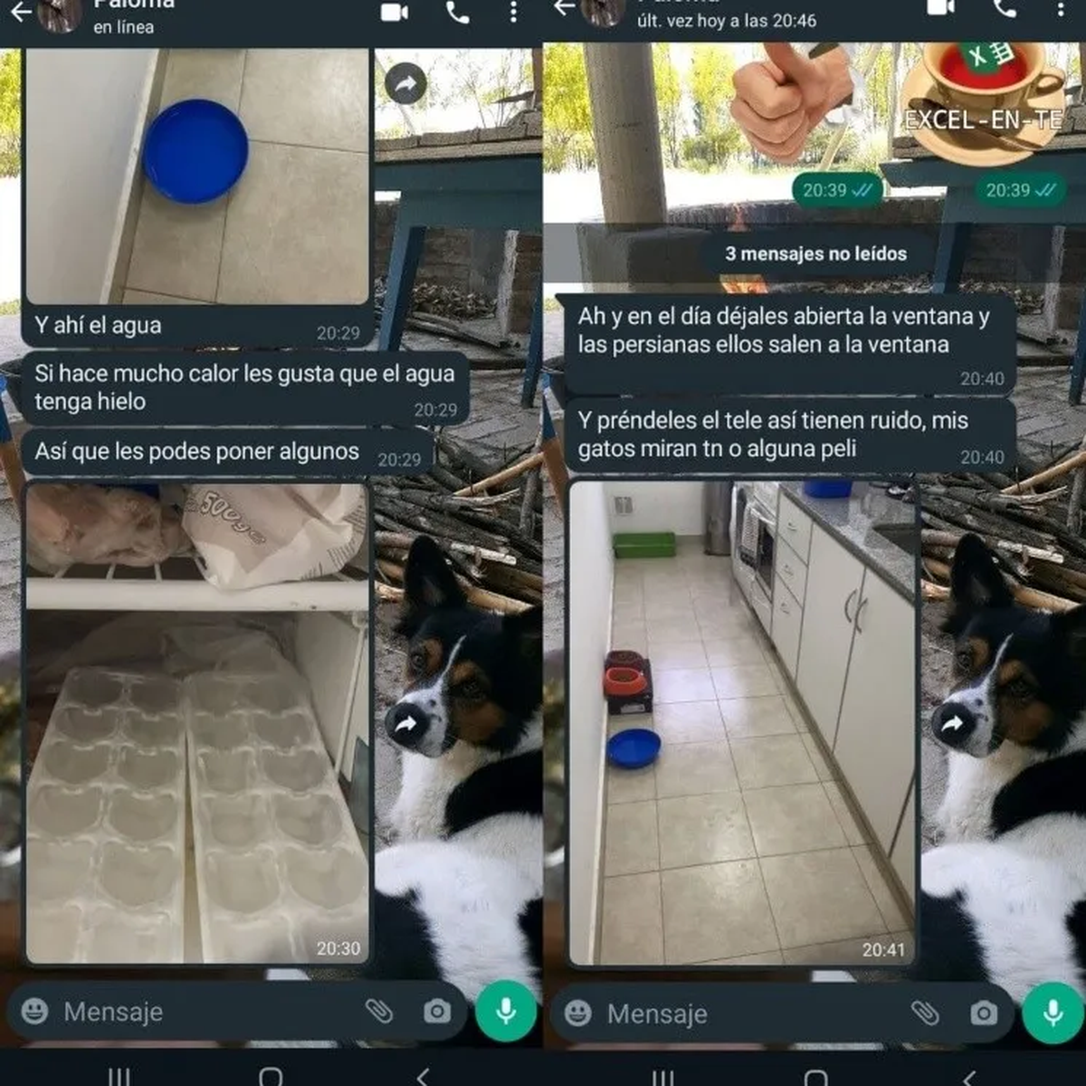 A los gatos les gusta tener un canal de noticias de fondo.