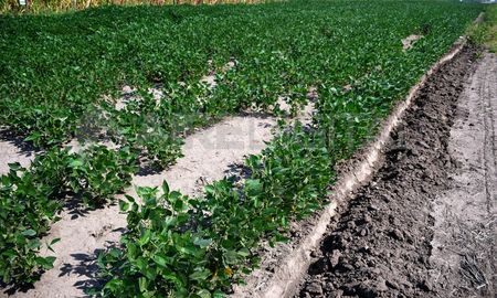 estiman 2.600 kilogramos por hectarea de soja en area de la bolsa cereales bahiense estiman 2.600 kilogramos por hectarea de soja en area de la bolsa cereales bahiense