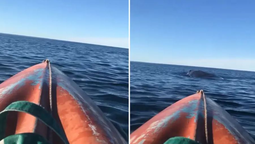 Una ballena sorprendió a un kayakista en Puerto Madryn, levantando su embarcación por los aires. El impactante momento se hizo viral en redes sociales.