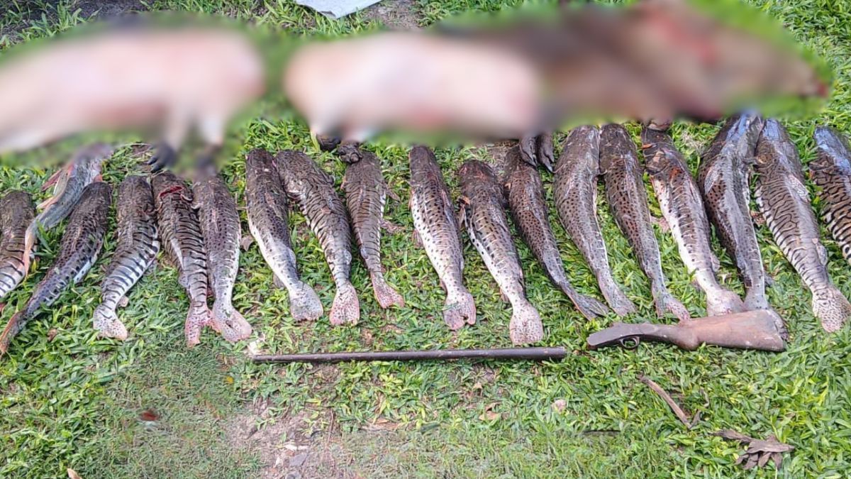 Del interior del bote se incautaron dos carpinchos medianos eviscerados y tres ejemplares jóvenes (blureados), 21 surubíes y un patí. Del interior del bote se incautaron dos carpinchos medianos eviscerados y tres ejemplares jóvenes (blureados), 21 surubíes y un patí.