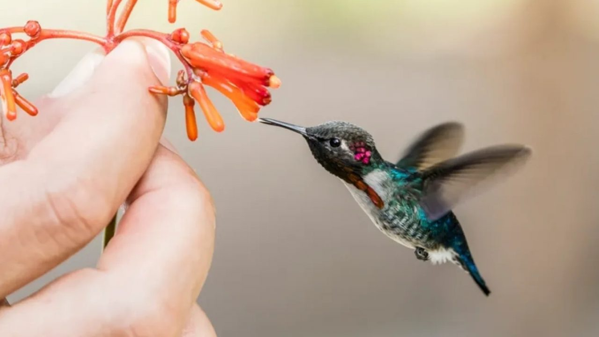 Cuál es el colibrí más pequeño del mundo