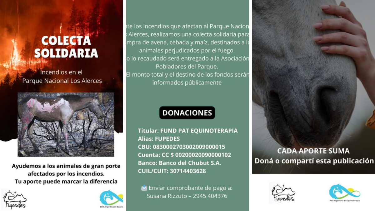 Cómo colaborar con los animales afectados por los incendios en la Patagonia.