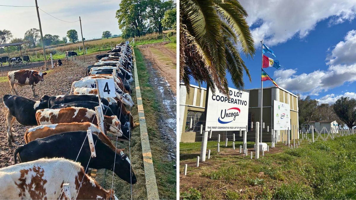 El planteo de las cooperativas apunta a darle salida a los machos Holando Argentino de los tambos de la región