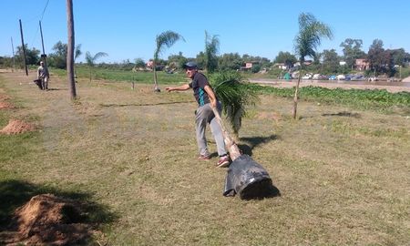 Se están colocando palmeras, ceibos y palos borrachos, entre otras especies. Se están colocando palmeras, ceibos y palos borrachos, entre otras especies.