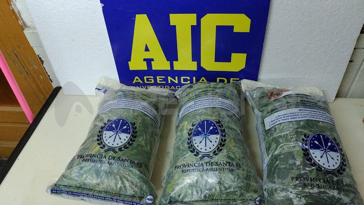 La marihuana incautada en el allanamiento.
