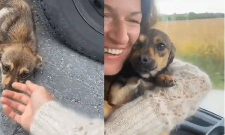 Del miedo al agradecimiento: la secuencia de adopción de un perro callejero que hace llorar al mundo Del miedo al agradecimiento: la secuencia de adopción de un perro callejero que hace llorar al mundo