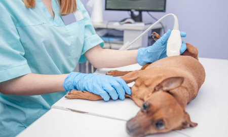 La ecografía: cómo puede ayudar a prevenir enfermedades en tu mascota La ecografía: cómo puede ayudar a prevenir enfermedades en tu mascota
