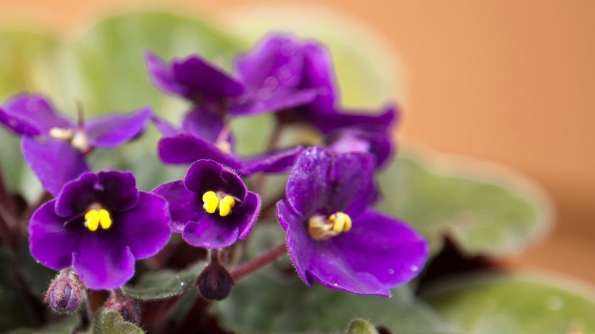 Las nuevas raíces comienzan a desarrollarse en la base de la hoja cuando encuentra las condiciones adecuadas. Las nuevas raíces comienzan a desarrollarse en la base de la hoja cuando encuentra las condiciones adecuadas.