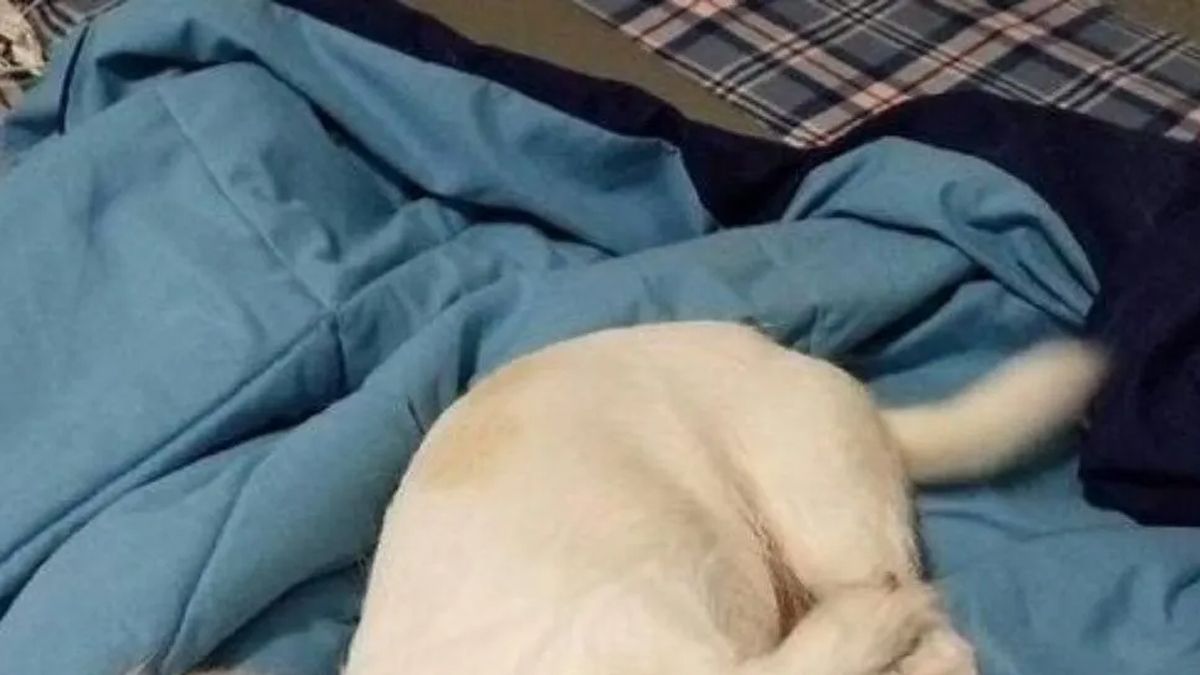 Nueva ilusión óptica: el animal mutante que es furor en la redes sociales