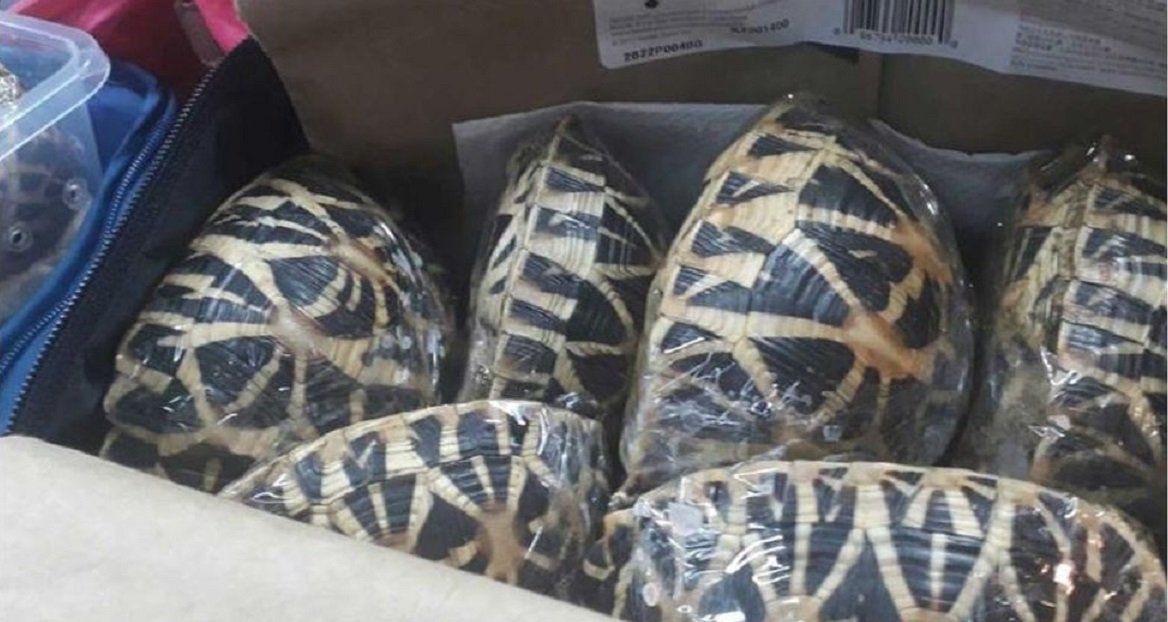 Especie en extinci&oacute;n