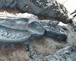 Un esqueleto de un rorcual de Bryde perfectamente conservado de hace 3.000 a 5.000 años ha sido desenterrado Un esqueleto de un rorcual de Bryde perfectamente conservado de hace 3.000 a 5.000 años ha sido desenterrado