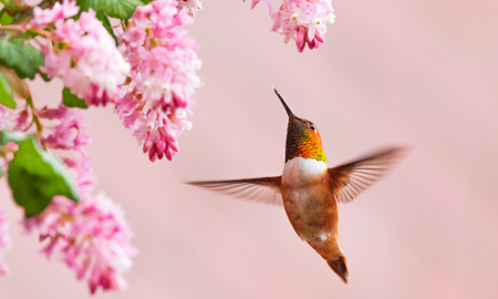 El colibrí en tu hogar: el mensaje simbólico del universo que debés descubrir El colibrí en tu hogar: el mensaje simbólico del universo que debés descubrir