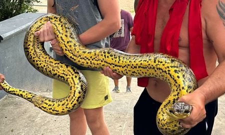 Una anaconda amarilla de grandes dimensiones apareció en la costanera santafesina. Una anaconda amarilla de grandes dimensiones apareció en la costanera santafesina.