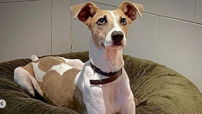 La angustiante reacción del perro de Martín Ku al escuchar la voz de Gran Hermano