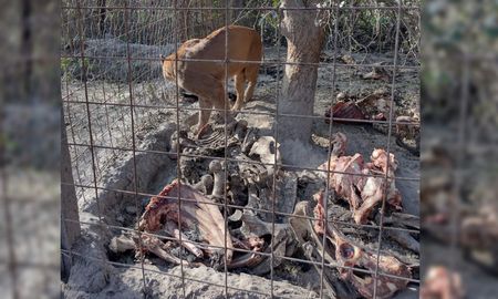 Entre otros animales, en la granja clandestina de Desvío Arijón hallaron un puma.