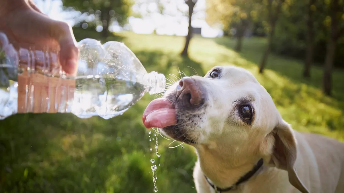Las mascotas suelen sufrir mucho las altas temperaturas. Las mascotas suelen sufrir mucho las altas temperaturas.