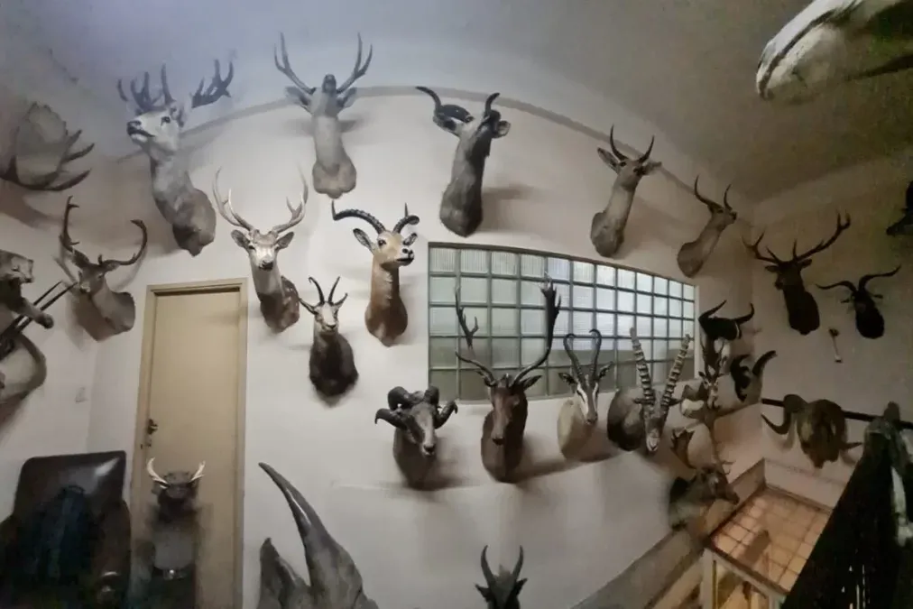 El papá de Ricardo Fort coleccionaba animales embalsamados.