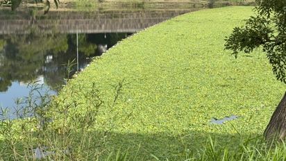 Volvieron los repollitos al lago del Parque del Sur: buscan evitar impacto en los Juegos Suramericanos