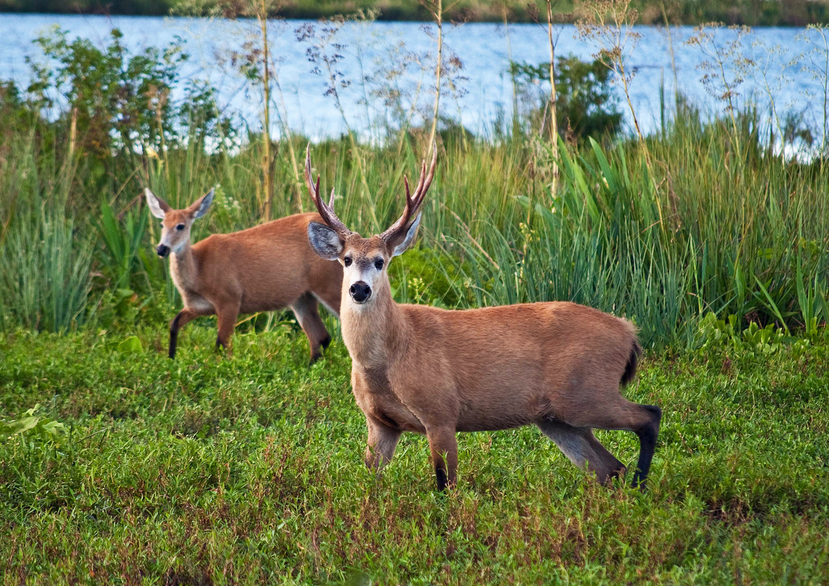 El Parque Nacional Ciervo de los Pantanos es uno de los pocos espacios que conserva la vida del ciervo de pantano. El Parque Nacional Ciervo de los Pantanos es uno de los pocos espacios que conserva la vida del ciervo de pantano.