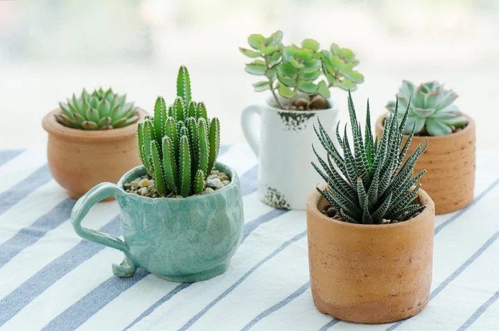 Los cactus son aliados para el interior o exterior. Además, quedan muy decorativos en lugares como el baño.