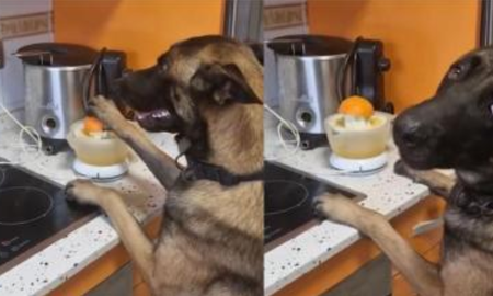 simba, el perro que exprime jugo, sirve helados y conquista tiktok con sus increibles videos simba, el perro que exprime jugo, sirve helados y conquista tiktok con sus increibles videos