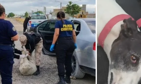 Iban en un Vento de alta gama, los frenó la Policía y descubrieron animales torturados junto a un menor. Iban en un Vento de alta gama, los frenó la Policía y descubrieron animales torturados junto a un menor.