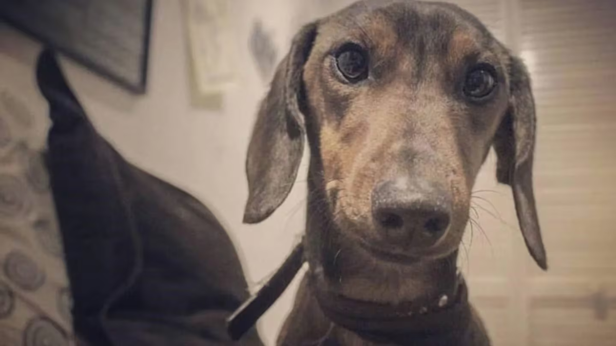 Impactante: un perro salchicha desfiguró a una mujer y le comió su mejilla