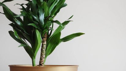 Qué hacer para que el palo de agua crezca y saque nuevos brotes