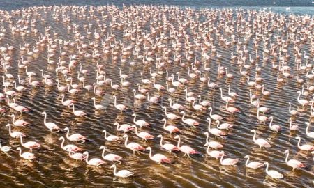 la danza de los flamencos rosados en la laguna anapire desde un drone y a 40 kilometros de santa fe la danza de los flamencos rosados en la laguna anapire desde un drone y a 40 kilometros de santa fe