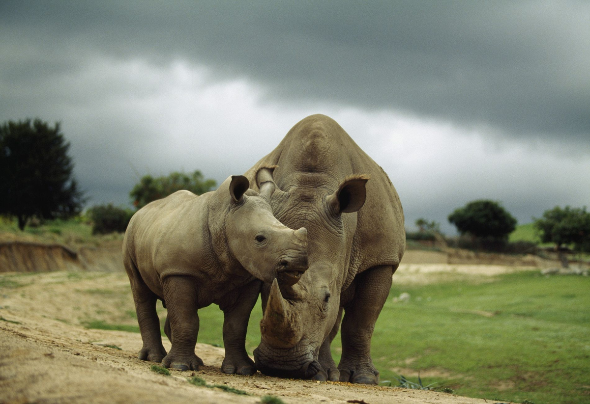 Un rinoceronte blanco y su cría. 