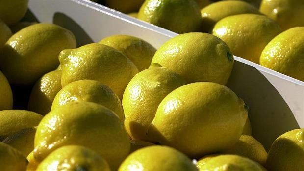 Por primera vez, Argentina exporta limones a México