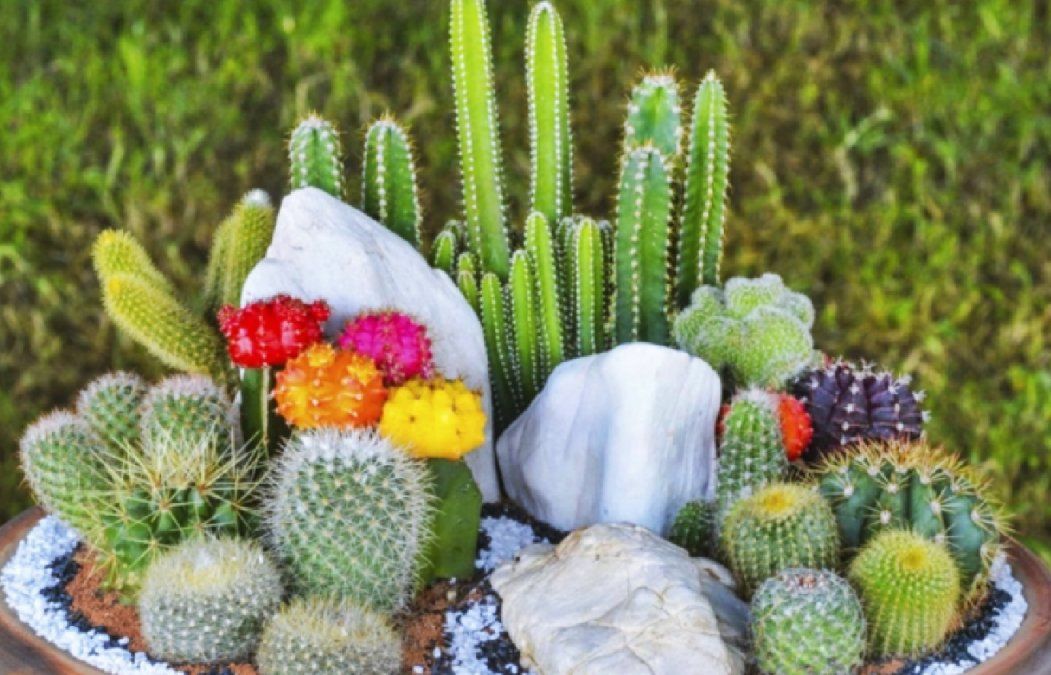 El abono casero clave y los cuidados para que tu cactus florezca. El abono casero clave y los cuidados para que tu cactus florezca.