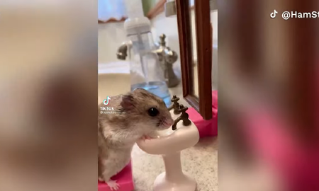 Video viral: hámster se limpia en un baño miniatura y se vuelve furor en las redes sociales. Video viral: hámster se limpia en un baño miniatura y se vuelve furor en las redes sociales.